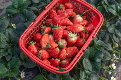 High angle view of strawberries in basket