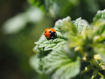 Close-up of ladybug on leaf