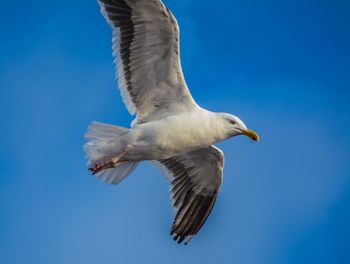 Low angle view of seagull flying against clear blue sky