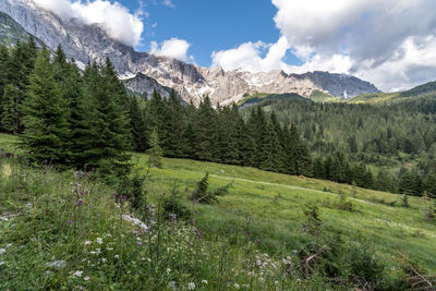 Scenic view of pine trees and mountains against sky