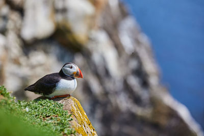 Puffin birds on the saltee islands in ireland, fratercula arctica