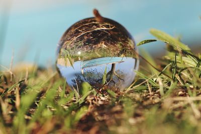 Close-up of crystal ball on field