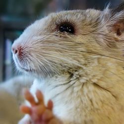 Close-up of chinchilla at home