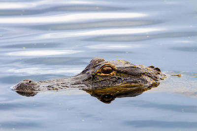 Close-up of alligator swimming in sea