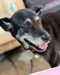 Close-up of dog looking away