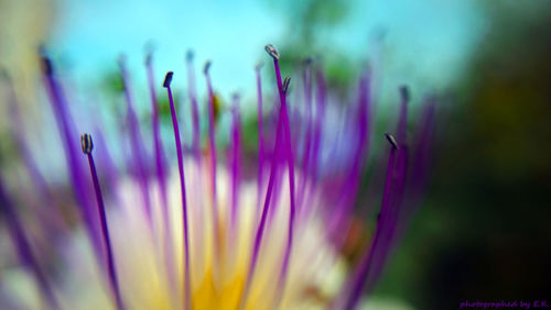 Close-up of insect on flower