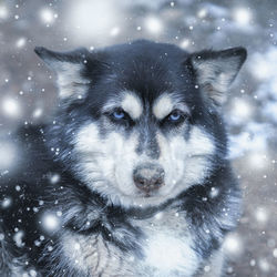 Portrait of dog in snow