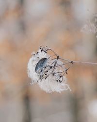 Close-up of dry plant hanging on metal during winter