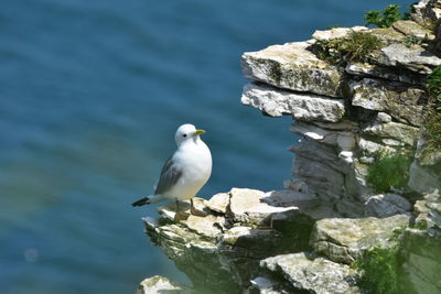 Seagull perching on rock