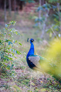 Close-up of a peacock