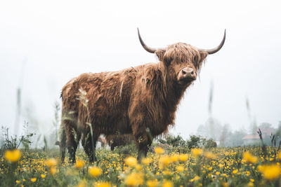 Highland cattle on a misty and foggy day