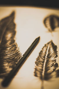 High angle view of feather on table