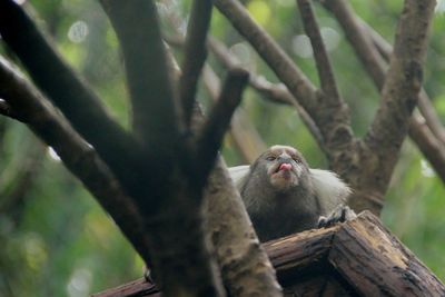 Low angle view of common marmoset on branch at zoo