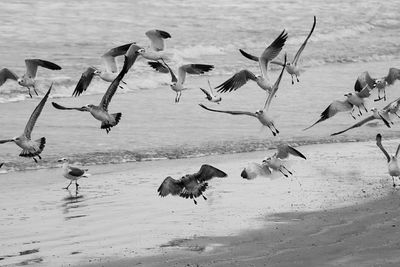 Flock of seagulls flying over seashore