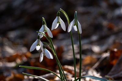 Close-up of white flowering plant on field