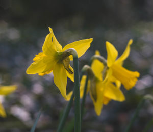 Close-up of yellow crocus blooming outdoors