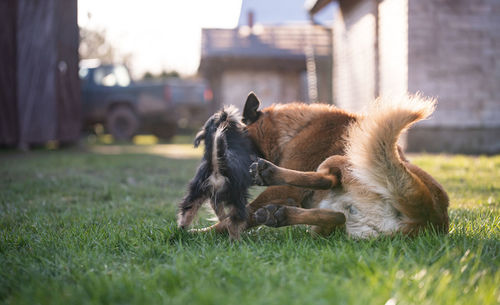 Dog relaxing on field