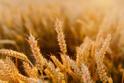 Close-up of stalks in field