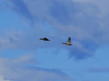 Low angle view of birds flying in sky