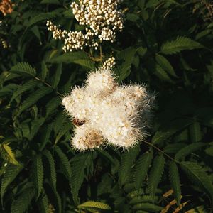 Close-up of white flowers