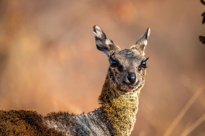 Portrait of giraffe