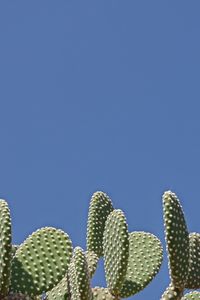 Low angle view of tree against clear blue sky