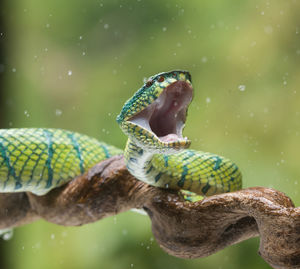 Close-up of lizard