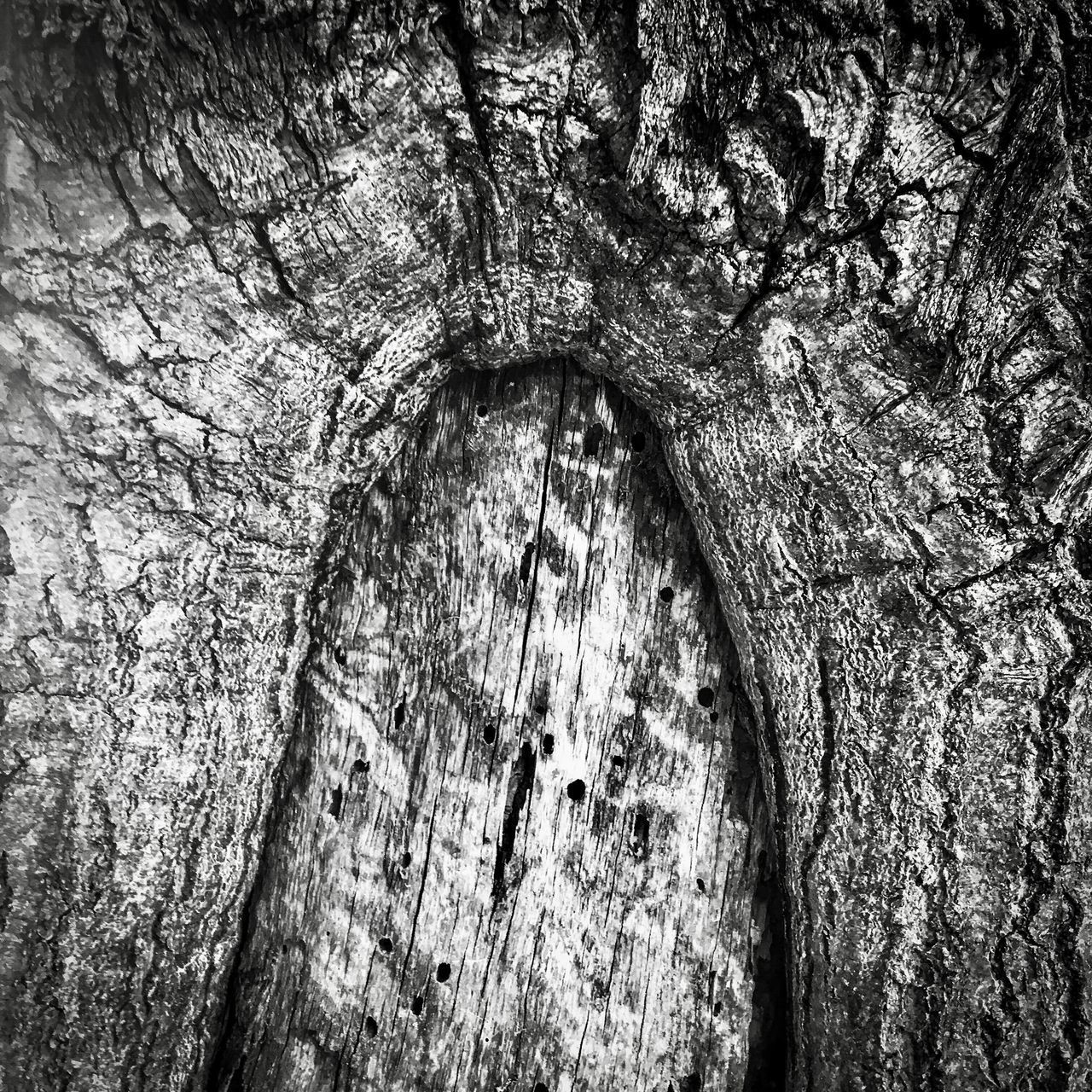 FULL FRAME SHOT OF TREE TRUNKS