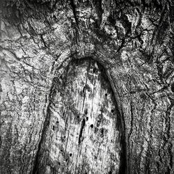 Full frame shot of tree trunk