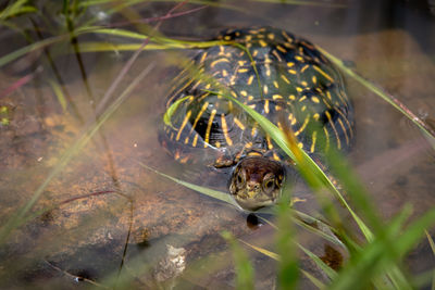 High angle view of turtle in water