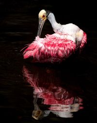 Roseate spoonbill reflecting in lake at night