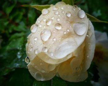 Close-up of water drops on flower