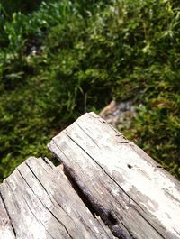 Close-up of wooden log on plants