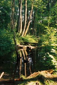 Trees growing in forest