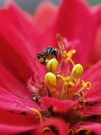 Close-up of honey bee on pink flower