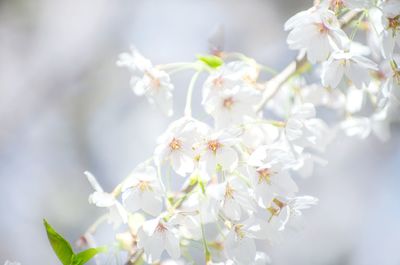 Close-up of white cherry blossoms