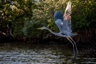 Bird flying over lake