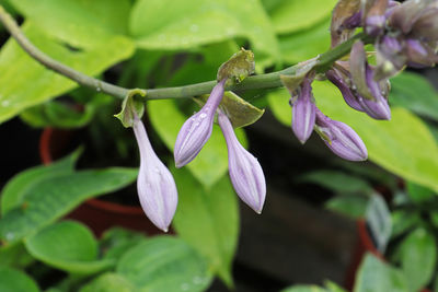 View of closed hosta flower buds on a stem