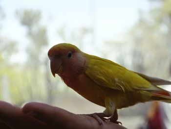 Close-up of hand holding bird