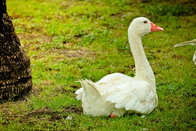 White duck on field