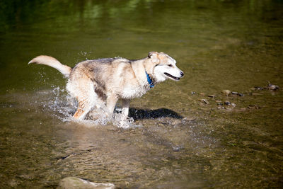 Dog running on wet lake