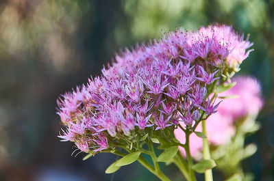 Close-up of pink flowering plant