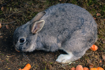 Close-up of rabbit on field