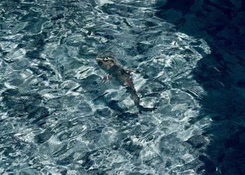 High angle view of fish swimming in sea