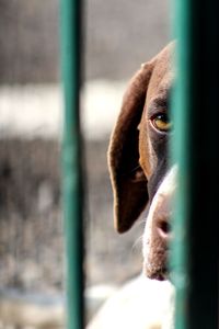 Close-up portrait of dog