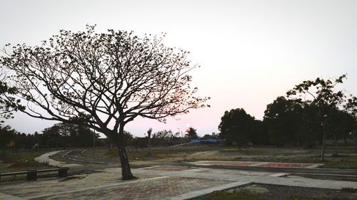 Bare trees on landscape against clear sky