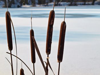 Close-up of plants against calm lake