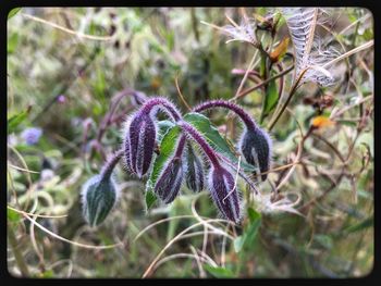 Close-up of purple flower