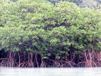 Scenic view of forest by sea