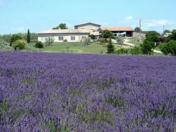Purple flowering plants on field by building against sky